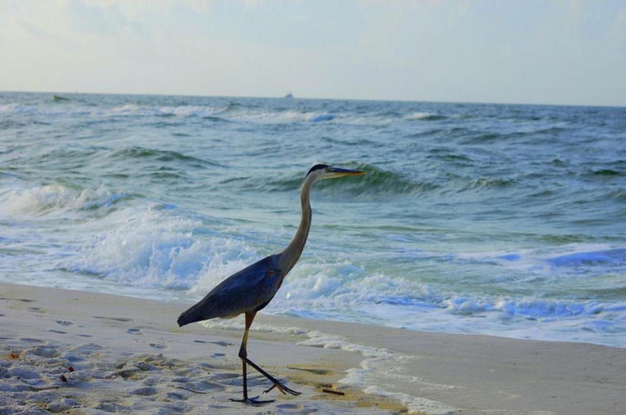 Tropical Winds 403 By Albvr - 2Br, 2Ba Beachfront Beauty With Incredible Views, Outdoor Pool, Fitness Room, And Grill Area Gulf Shores Exteriör bild